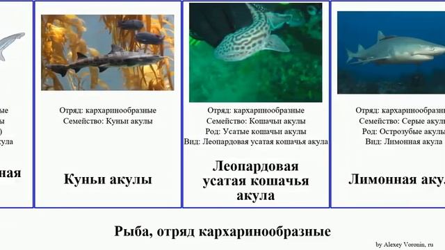 Рыба, отряд кархаринообразные акула акулы кошачья кунья серая чёрная кошачьи длиннорылая пилохвост смотреть онлайн