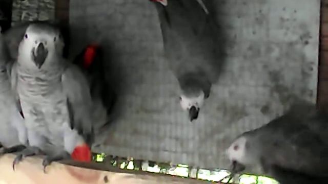 Жако за 1000 грн смотреть онлайн