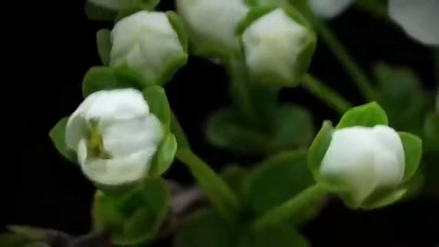 Relaxing music - Flowers - Музыка для релаксации - Цветы смотреть онлайн