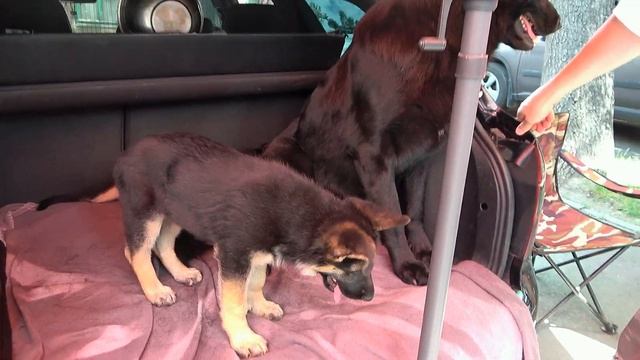 Красавцы ЩЕНКИ немецкой овчарки и их огромный папа чёрный Бумер. Староконный рынок. Одесса. Украина смотреть онлайн