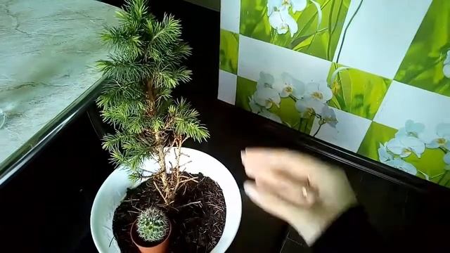 Чудо! Настоящая живая елка. Новогодняя елочка прямо дома, как вырастить и уход смотреть онлайн