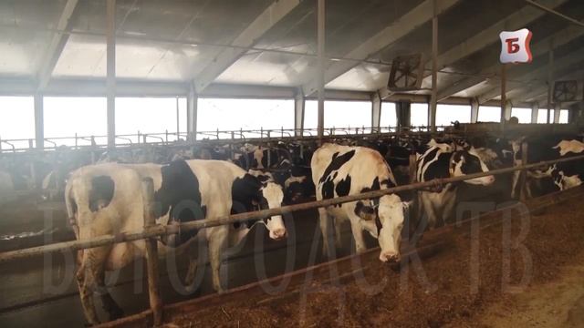 НОВОСТИ БОГОРОДСКА (ЛАЙФХАКИ ОТ СТУДЕНТОВ МЕД КОЛЛЕДЖА) 326 ВЫПУСК. смотреть онлайн