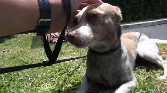 Marty, Brooklyn and Penny: Chihuahua rescue in South Central Los Angeles. Please share!! #chihuahu смотреть онлайн