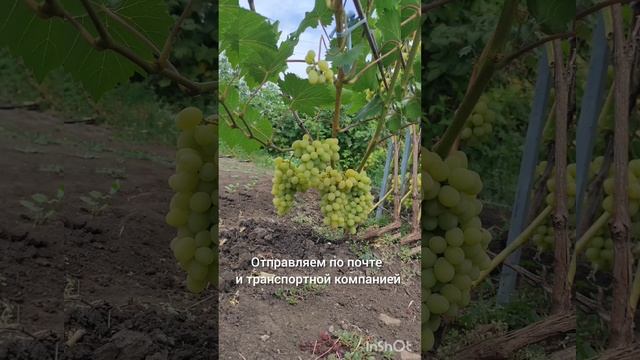 Виноград сорт Алешенькин смотреть онлайн