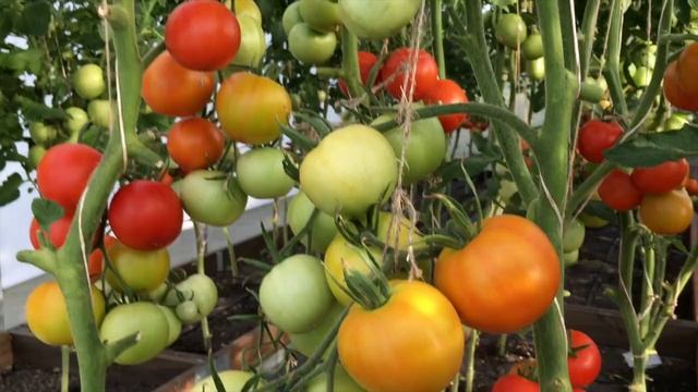 Ожог хелатом железа(40дней спустя) смотреть онлайн