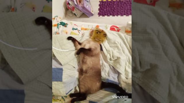 Кот-Наггетс🏜️🤠🐈 смотреть онлайн