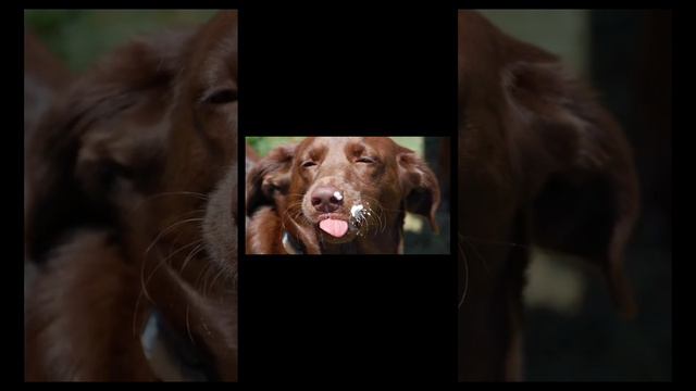 что можно давать собаке на натуральном питании?                 идея видео взята с канала Anny Magi