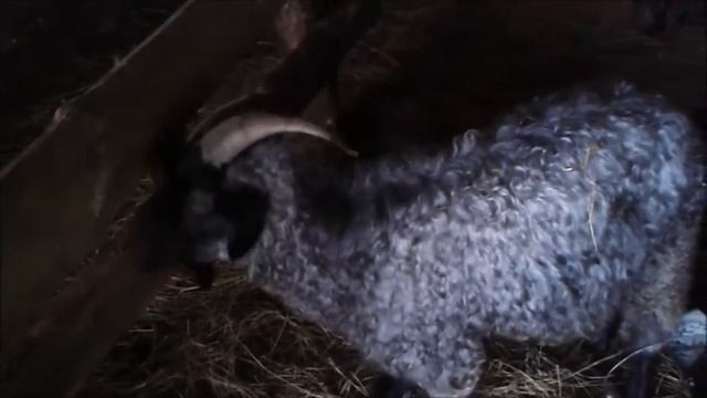 Уход за животными зимой Пуховая коза смотреть онлайн