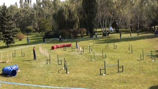 Джампинг. Заремба Виктория и лабрадор Нортон смотреть онлайн