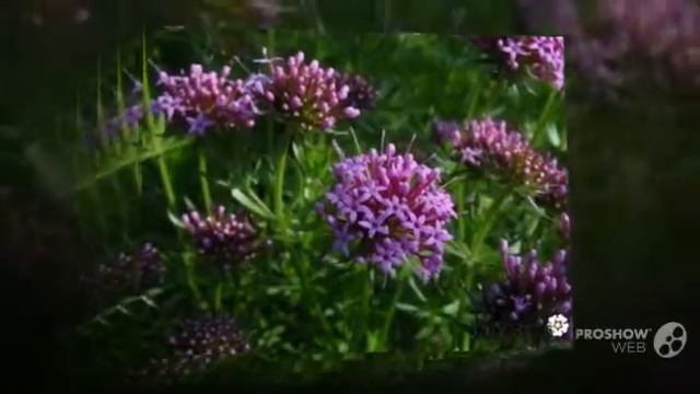 Phuopsis - Garden Plants