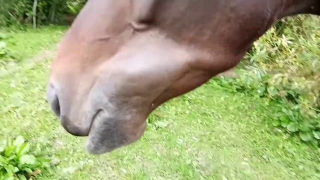 жизнь на ранчо...когда змея укусила лошадь смотреть онлайн