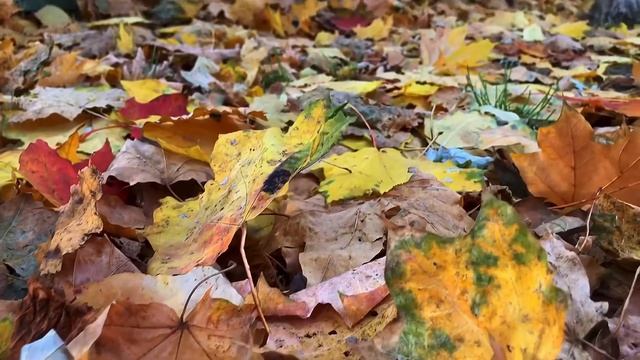 Город Борисполь, Киевская область. 2019 г. смотреть онлайн