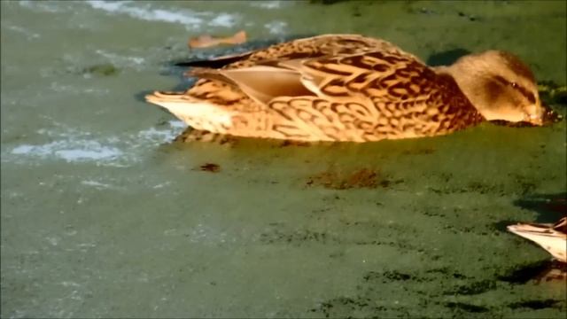 olympus sp100 50x zoom wildlive смотреть онлайн