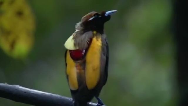 Райские птицы. смотреть онлайн