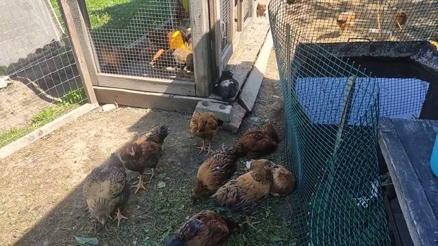 Кучинская юбилейная 2 месяца жизни. смотреть онлайн