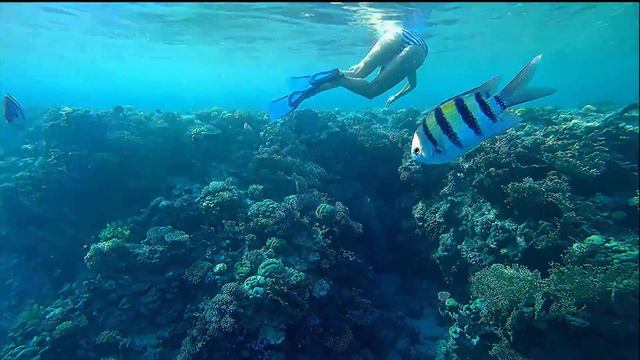 Napoleon fish Sharm Plaza Hotel Reef смотреть онлайн
