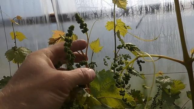 Сорт винограда самоубийца Я в шоке от количества соцветий смотреть онлайн