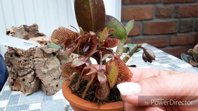 ОРХИДЕИ - Epidendrum Kockii. Как нарастить корни - один из способов