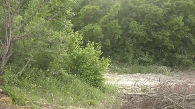 Косули обнаглели тоже смотреть онлайн