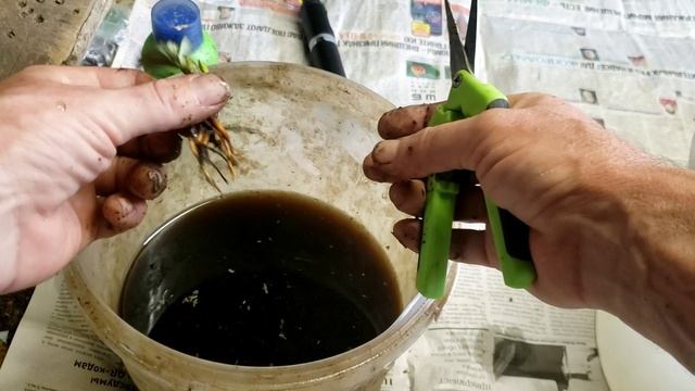Размножение клубники делением куста смотреть онлайн