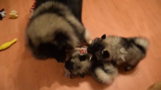 Щенки вольфшпица! Безудержное веселье под музыку! смотреть онлайн