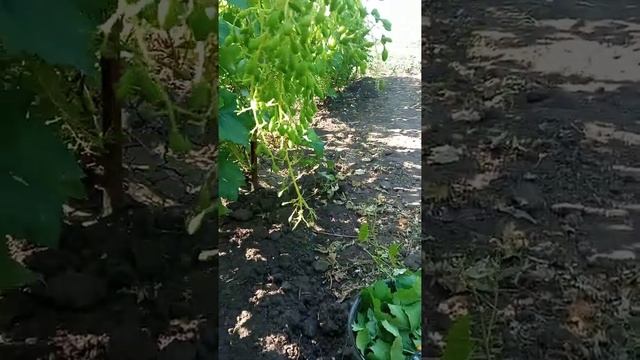 Илларія. смотреть онлайн