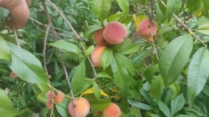 Персики в Подмосковье созрели, сорт Рэдхевен.