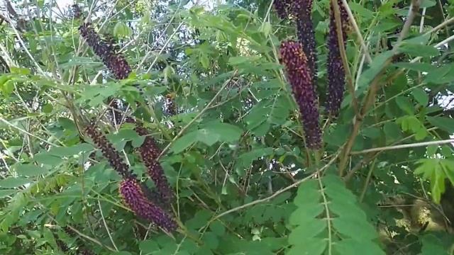 Аморфа, сильный ? медонос смотреть онлайн