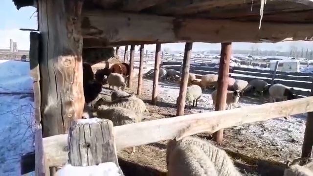 Баран забодал козла до ужасу смотреть онлайн