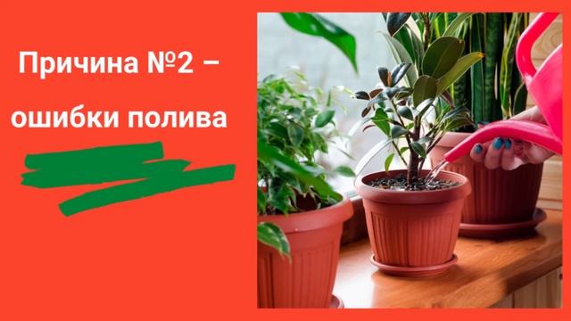 5 основных причин, почему желтеют листья комнатных растений смотреть онлайн