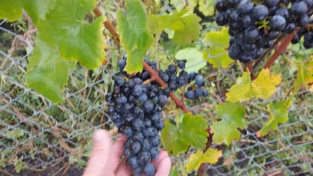 Обзор технических сортов винограда 2022 смотреть онлайн