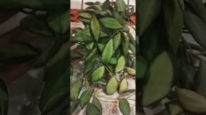 хойя Tsangi  Тсанги  Ds 70 Burtoniae Буртония