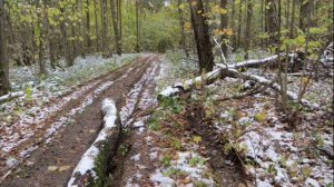 ПРОСЕКА  2015