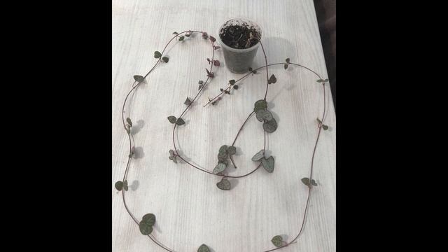 Церопегия - обзор ампельных сортов. смотреть онлайн