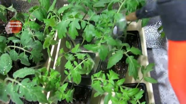 ОЧЕНЬ ВАЖНАЯ АПТЕЧНАЯ ПОДКОРМКА РАССАДЫ ТОМАТОВ ДЛЯ ЗДОРОВЬЯ.ИММУНИТЕТ ОТ ФИТОФТОРЫ И МУЧНИСТОЙ РОС смотреть онлайн