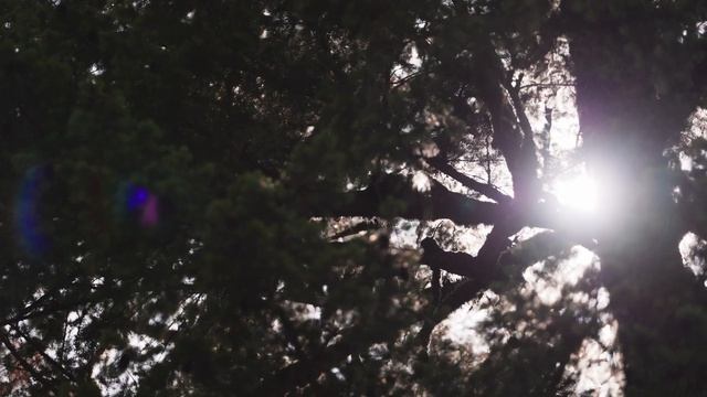 See How AMAZING Canon R8 In C-Log 3 Really Is! смотреть онлайн