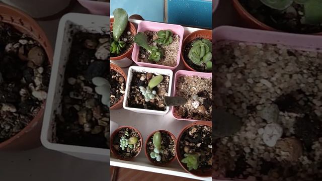 Продажа суккулентов смотреть онлайн