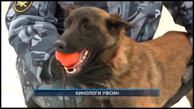 КИНОЛОГИ УФСИН смотреть онлайн