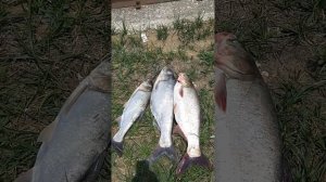 Толстолоб на реке Кубань июль.