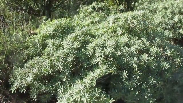 Succulents: Euphorbia balsamifera смотреть онлайн