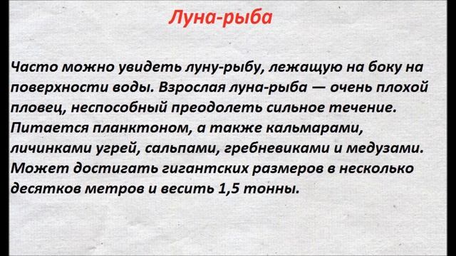 топ 10 самых странных обитателей мирового океана смотреть онлайн
