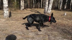 Как правильно кормить лабрадора ? | Натуралка и Сухой корм