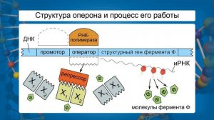 Регуляция транскрипции и трансляция в клетке. Видеоурок по биологии 10 класс