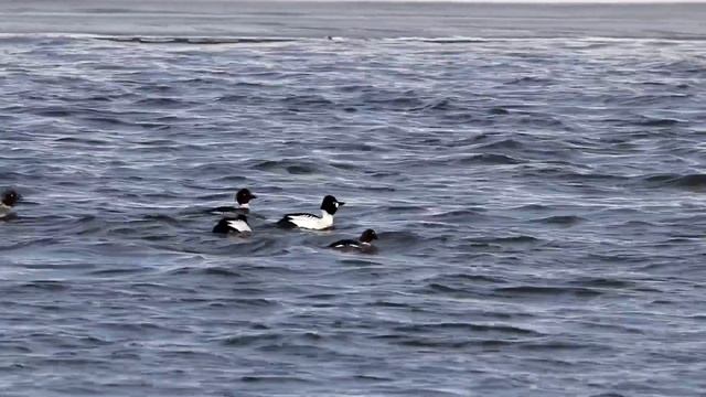 Гоголи токуют. Bucephala clangula. Птицы Беларуси. смотреть онлайн