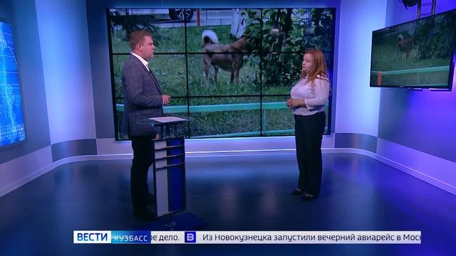 Без поводка теперь нельзя: Госдума приняла закон о самовыгуле собак и кошек смотреть онлайн