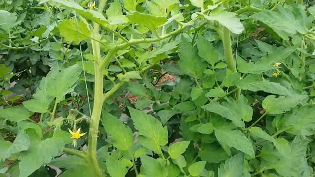 Хлороз на томатах.Что делать? смотреть онлайн
