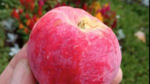 Горнист - сорт яблони