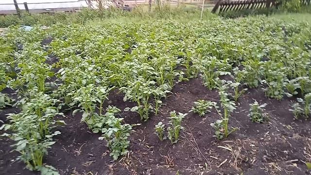 Как правильно сажать картошку и зачем ее огребать смотреть онлайн