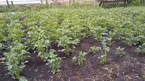 Как правильно сажать картошку и зачем ее огребать