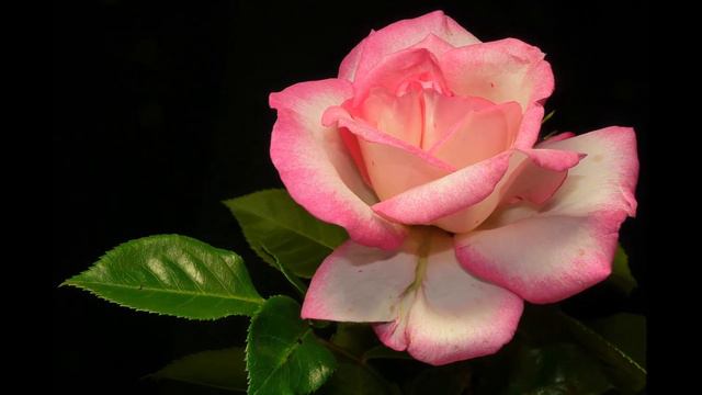 Beautiful Double Colour Roses 🌹🌹🌹 смотреть онлайн